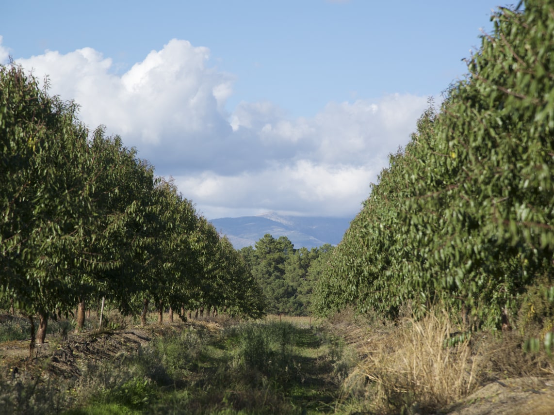 Nuestros cultivos de almendros - La Huerta de la Vera