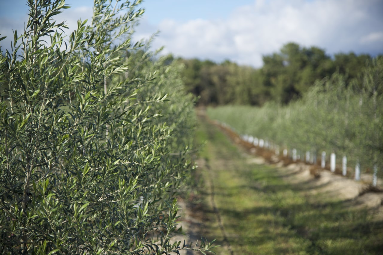 Nuestros cultivos de olivos - La Huerta de la Vera